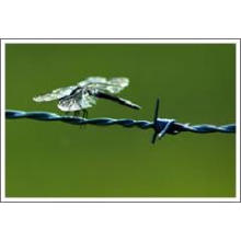 Hotsales Galvanized or PVC Barbed Wire